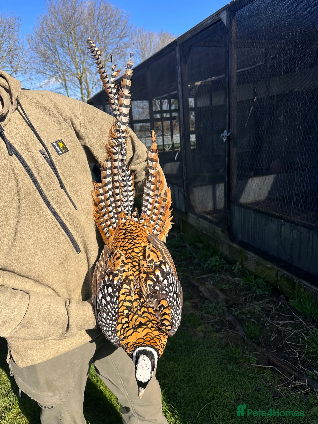 Pheasants poultry for sale: 3 reeves cocks  in Brough - Advert 1