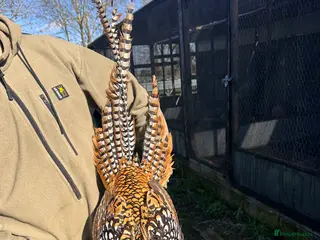 Pheasants poultry 3 reeves cocks - Advert 15