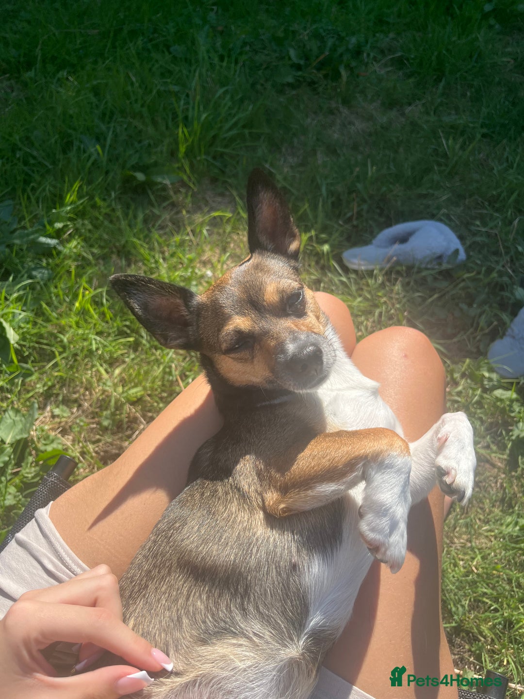 Mixed Breed dogs for sale: Beautiful Girl Bambi - Advert 3