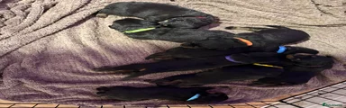 Rottweiler 5