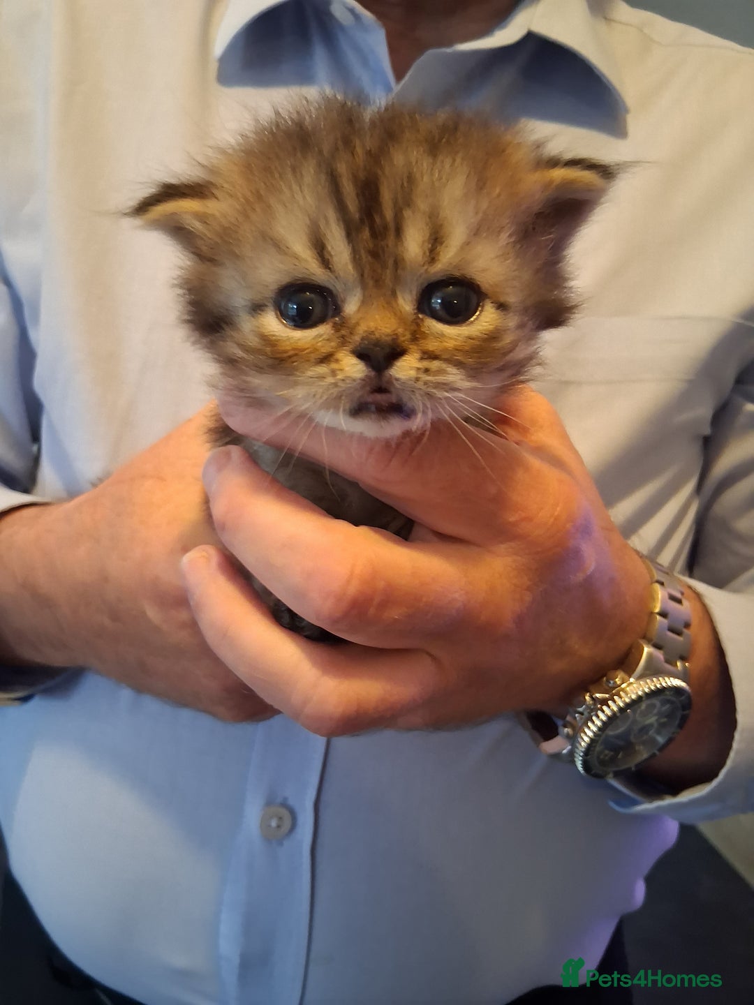 Persian cats for sale: Adorable pure Persian  - Image 6
