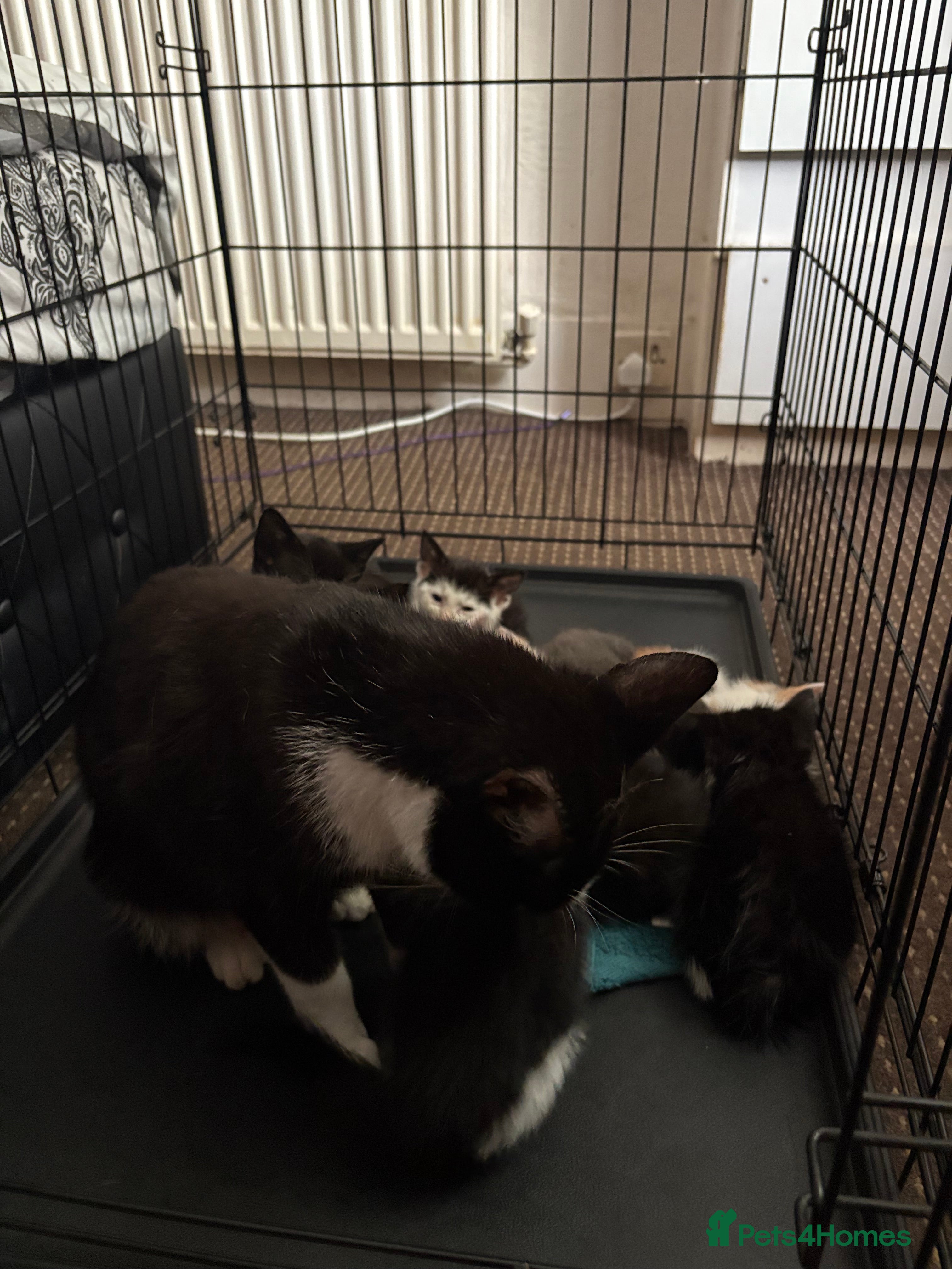 Mixed Breed cats Available Now Mixed Breed Tuxedo Kittens - Advert 2