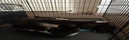 Mixed Breed cats for sale: Available Now Mixed Breed Tuxedo Kittens - Advert 1
