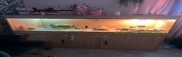 Bearded Dragon reptiles for sale: Rex (bearded dragon)  - Advert 4