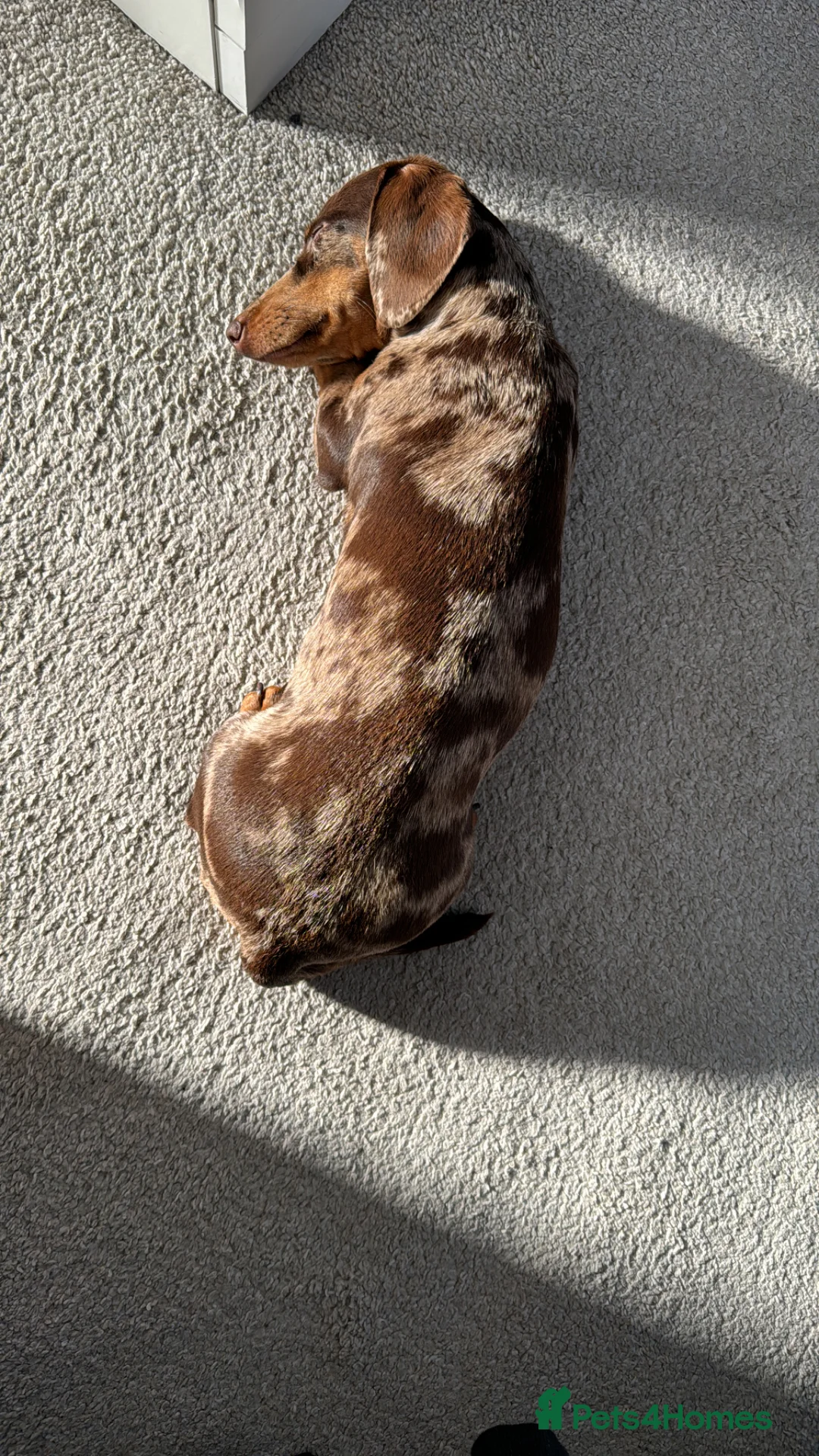 Miniature Dachshund dogs for sale: 2 girl miniature dachshund  in Ashford - Advert 2