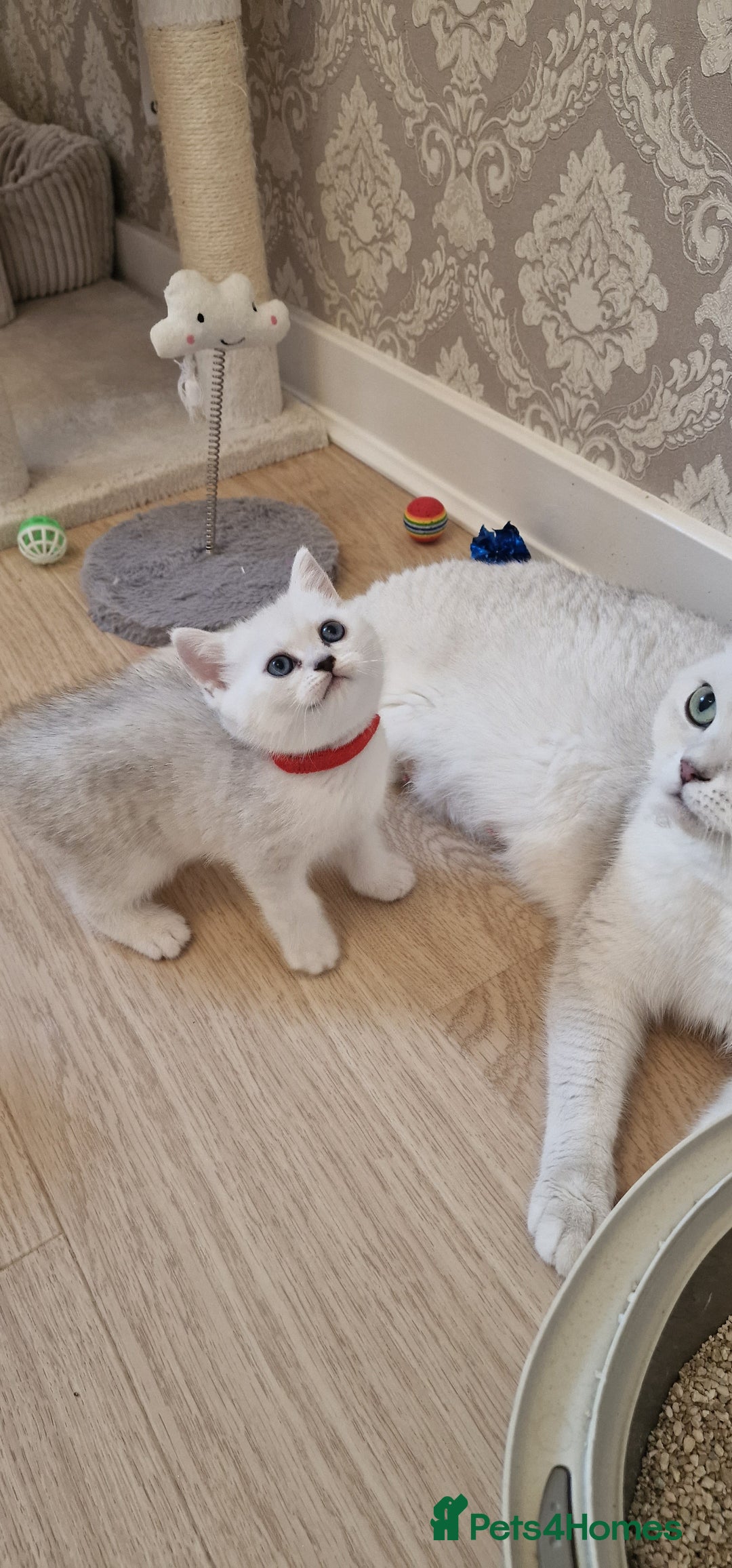 British Shorthair cats for sale: British Shorthair Silver Chinchilla  - Image 5