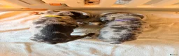 Mixed Breed dogs for sale: English Bulldog X French Bulldog Hybrids - Advert 8