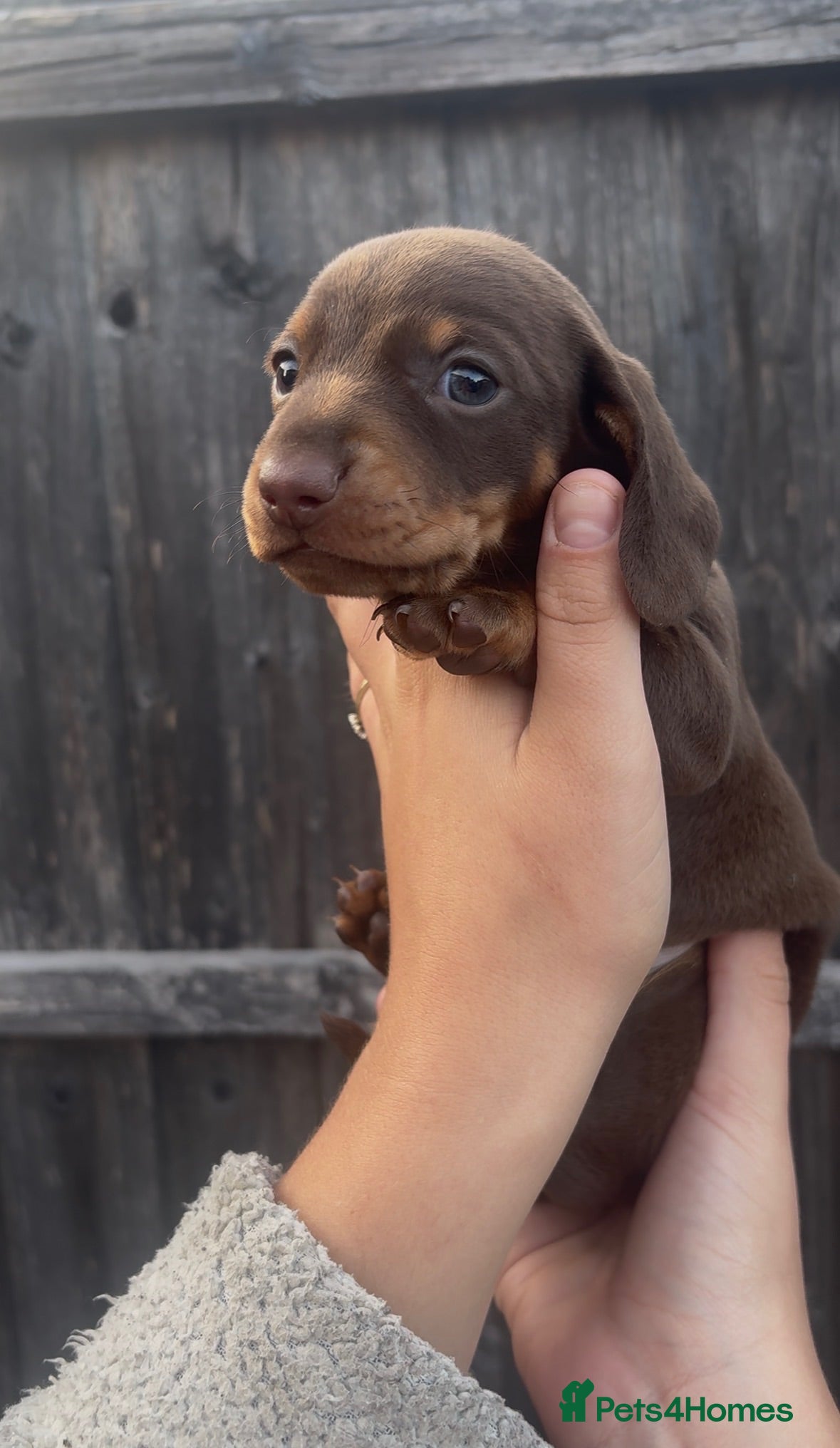 Miniature Dachshund dogs Miniature dachshund puppies ❤️ - Advert 1