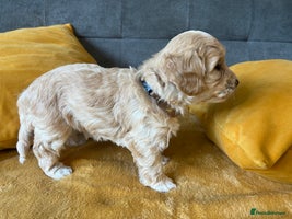 Maltipoo dogs - Advert 2