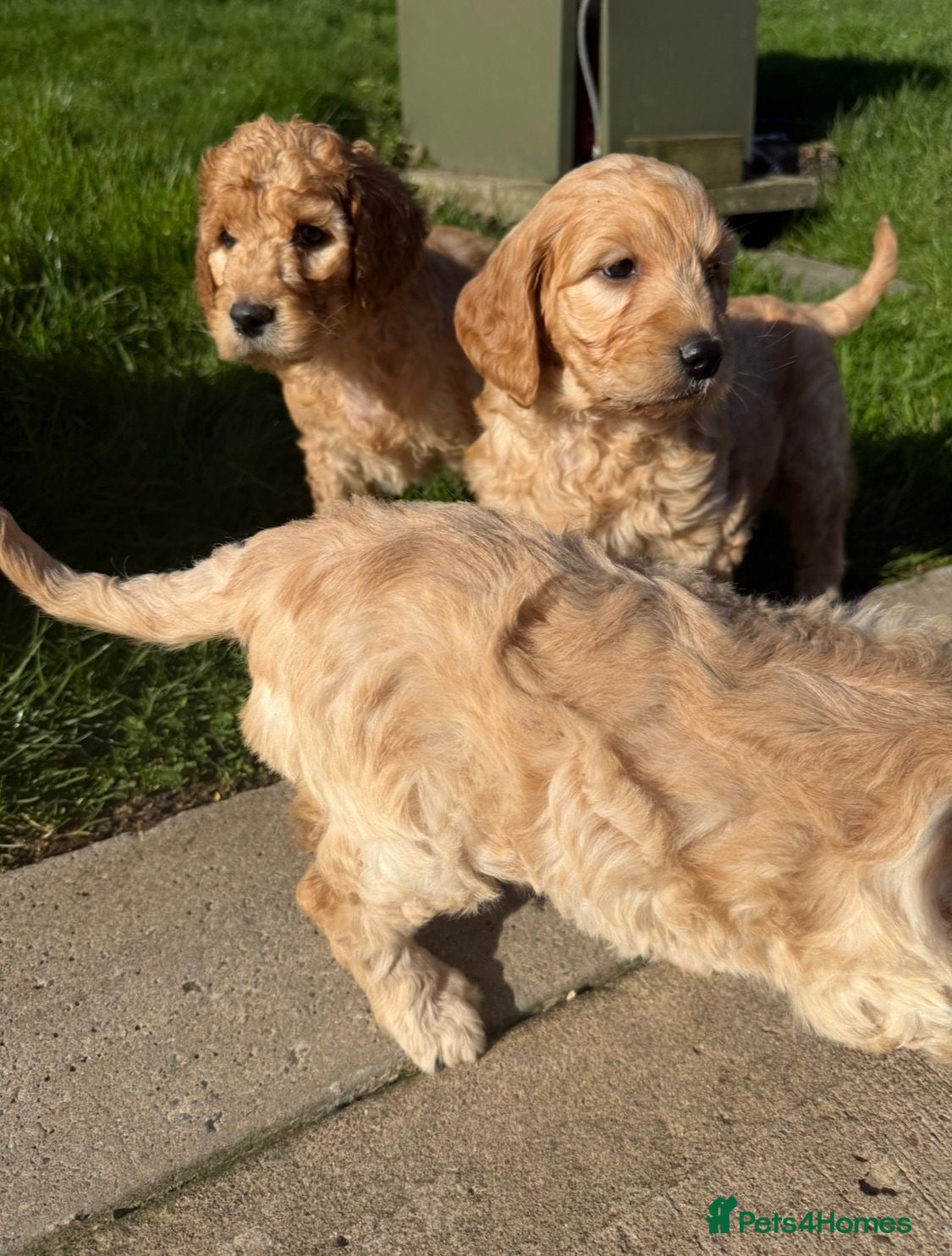 Irish Doodle dogs F1b Doodle Puppies - Advert 11