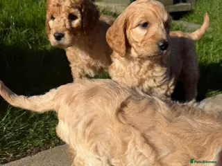 Irish Doodle dogs F1b Doodle Puppies - Advert 11