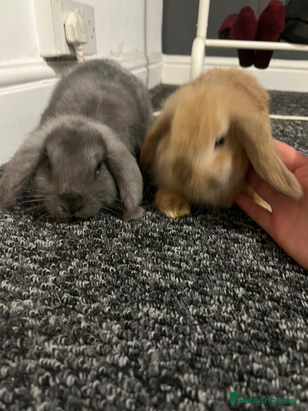 French Lop rabbits for sale: Little bunny’s  - Advert 15