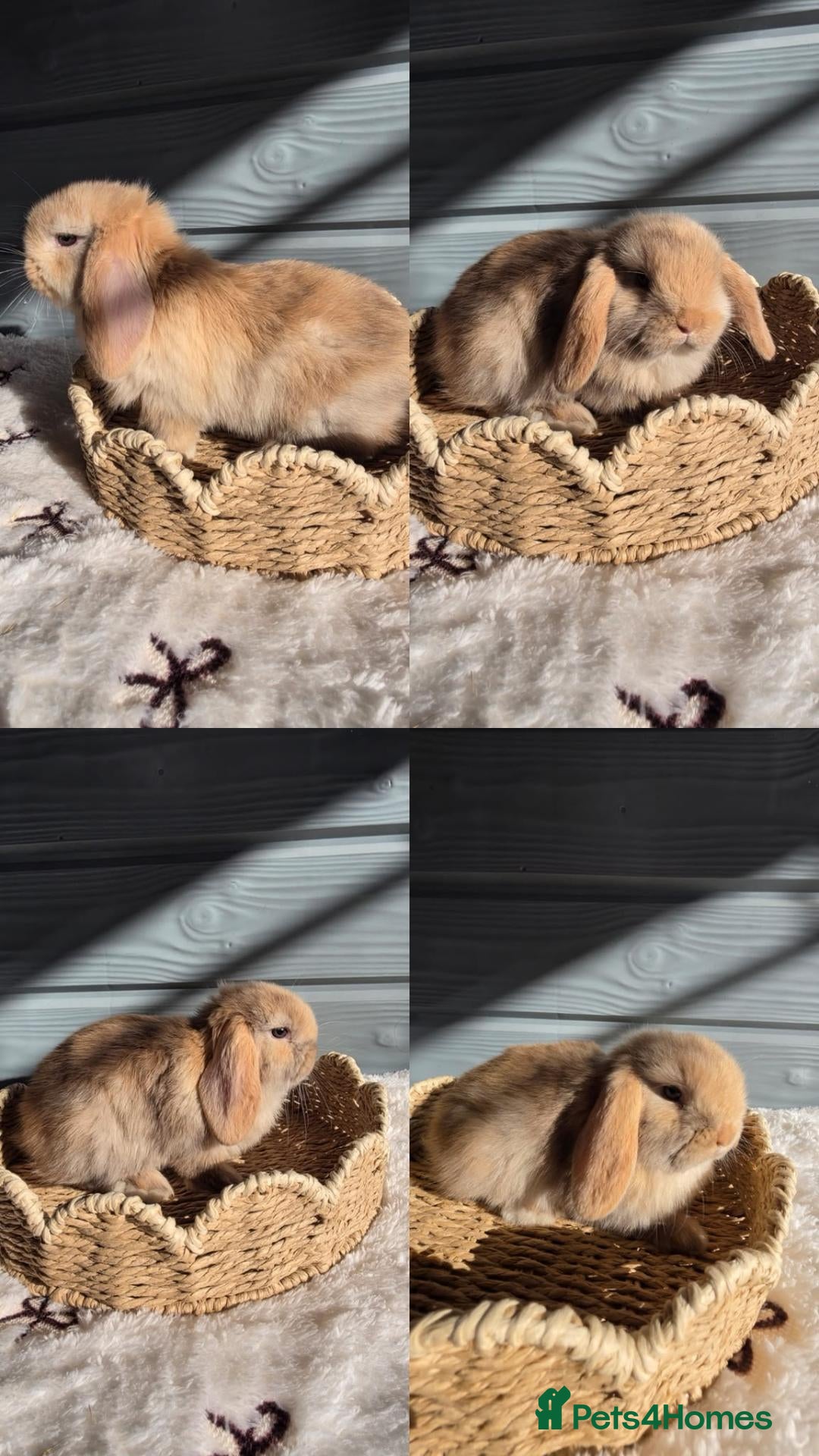 Mini Lop rabbits for sale: Pure bred Mini lops - Advert 9