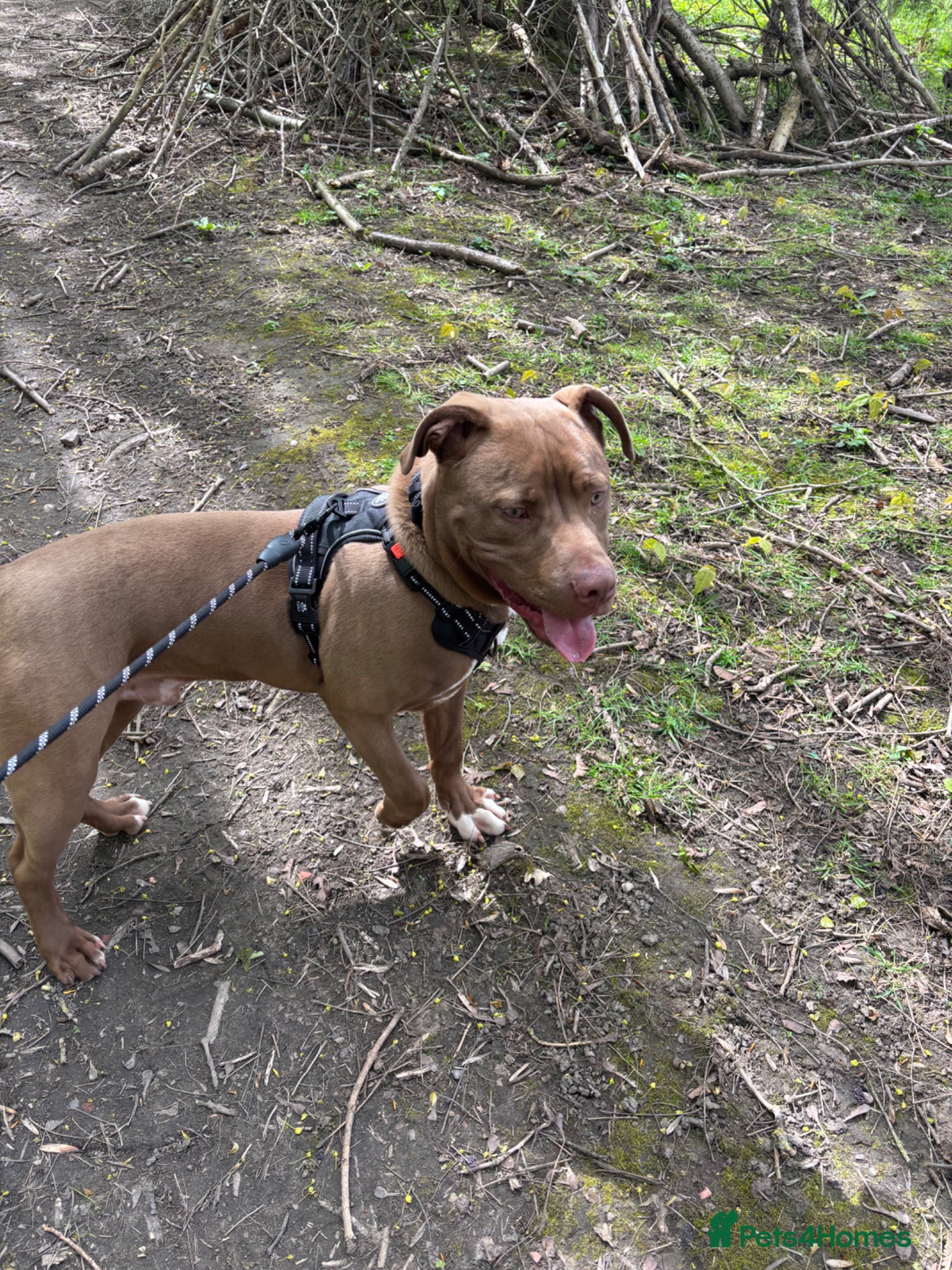 Staffordshire Bull Terrier dogs 7 months old staffy - Advert 1