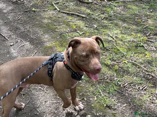 Staffordshire Bull Terrier dogs 7 months old staffy - Advert 3