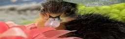 Ducks poultry for sale: Our gorgeous little ducklings have arrived! 🥰🐣 - Advert 11