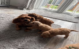 Cavapoo dogs for sale: F1 caverpoo puppies  - Image 9
