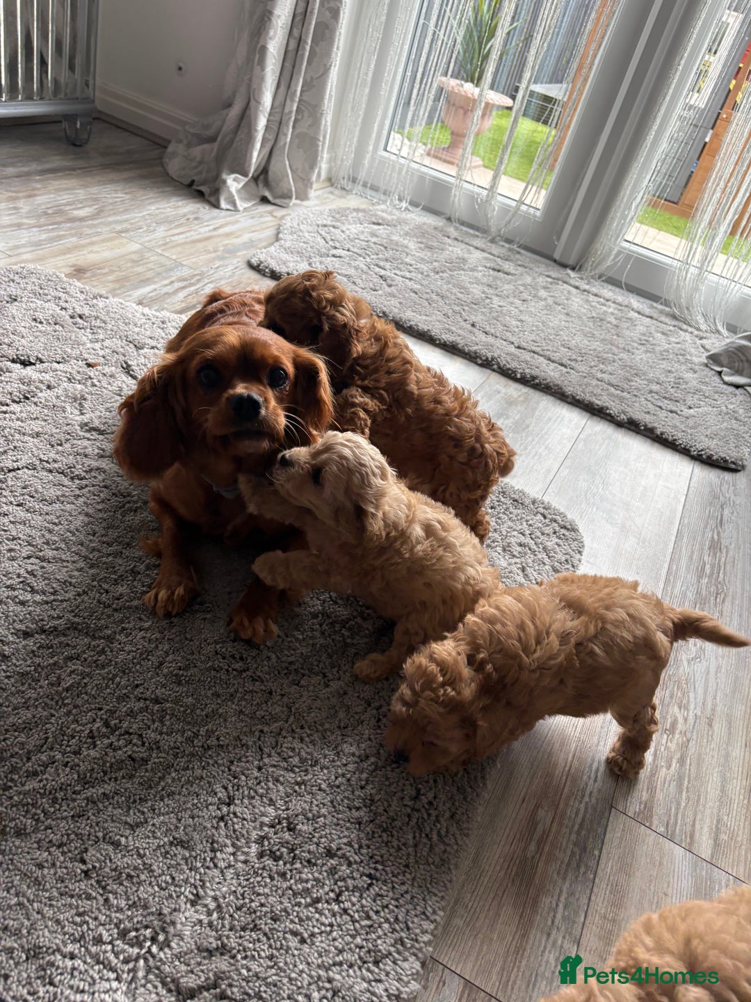 Cavapoo dogs for sale: F1 caverpoo puppies  - Image 9