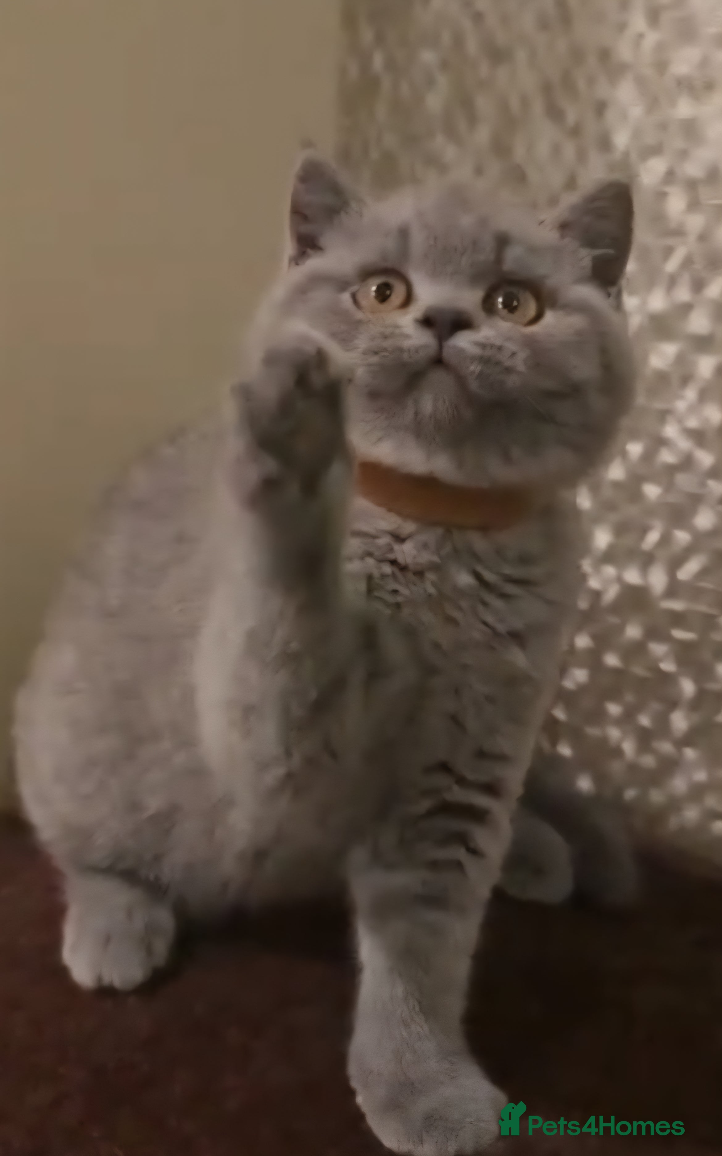 British Shorthair cats Adorable British Shorthair Kittens  - Advert 8