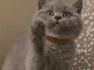 British Shorthair cats Adorable British Shorthair Kittens - Advert 8