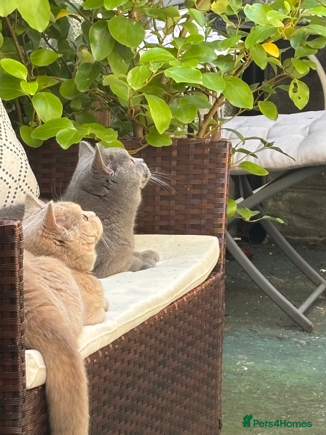 British Shorthair cats for sale: Stunning British Blue Shorthair Kittens - Image 10