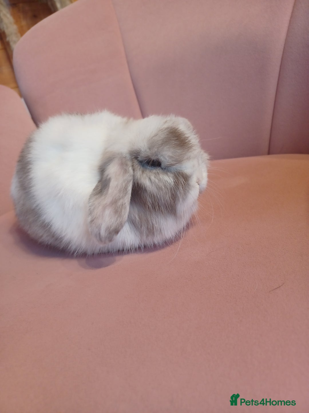 Mini Lop rabbits for sale: Chocolate Magpie Mini Lop Doe Ready now   - Advert 2