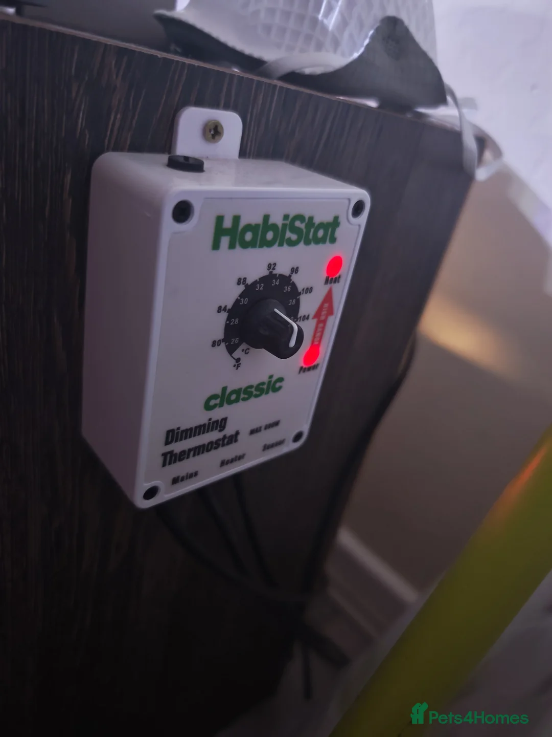 Tortoise reptiles for sale: Horsfield tortoise - Advert 4