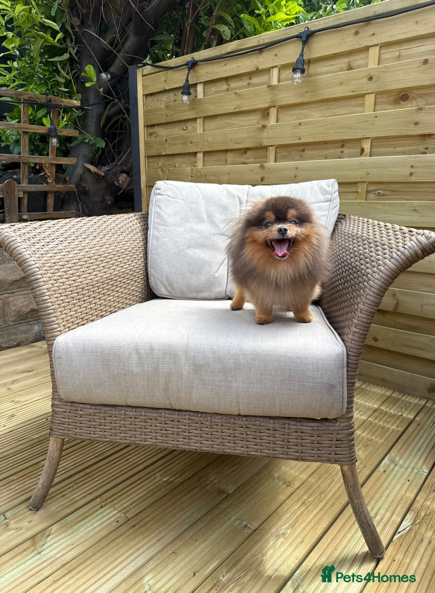 Pomeranian dogs Exclusive show type blue and tan stud  - Advert 14