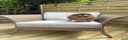 Pomeranian dogs for stud: Exclusive show type blue and tan stud  - Advert 1