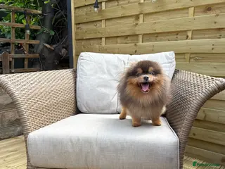 Pomeranian dogs Exclusive show type blue and tan stud - Advert 18