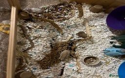 Hamster rodents for sale: Hamster and XL PawHut enclouser - Image 1