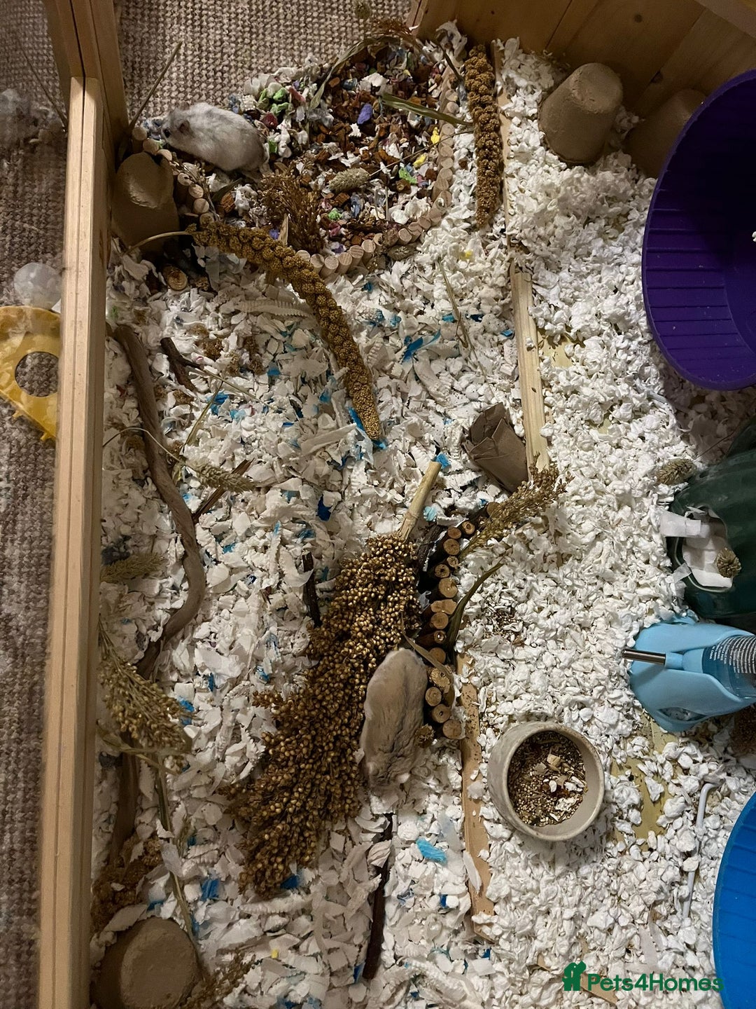 Hamster rodents for sale: Hamster and XL PawHut enclouser - Image 1