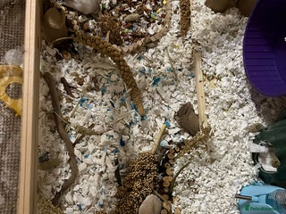 Hamster rodents - Advert 8