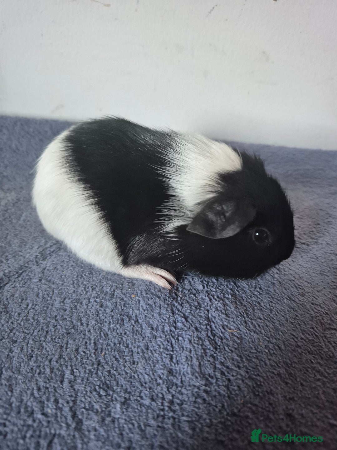 Guinea Pig rodents for sale: Pretty boars for sale x - Image 1