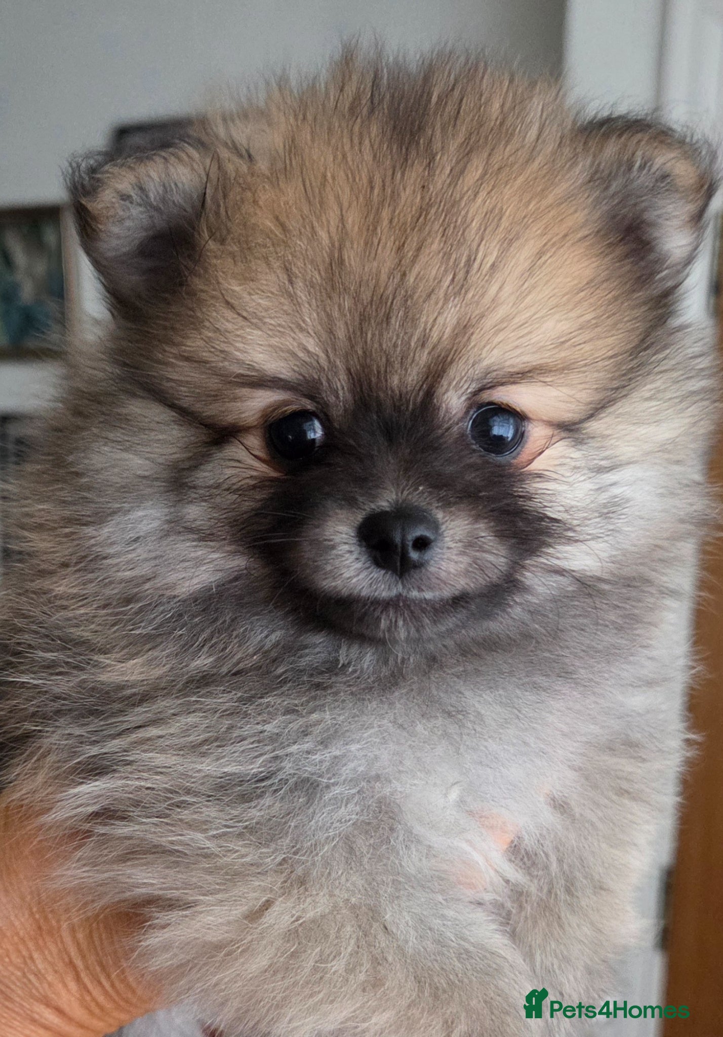 Pomeranian dogs Pomeranian babies - Advert 12