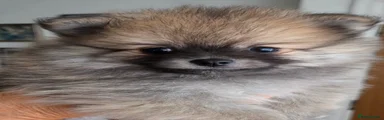 Pomeranian Puppy 1