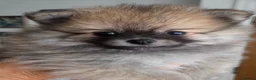 Pomeranian dogs for sale: Pomeranian babies - Advert 2