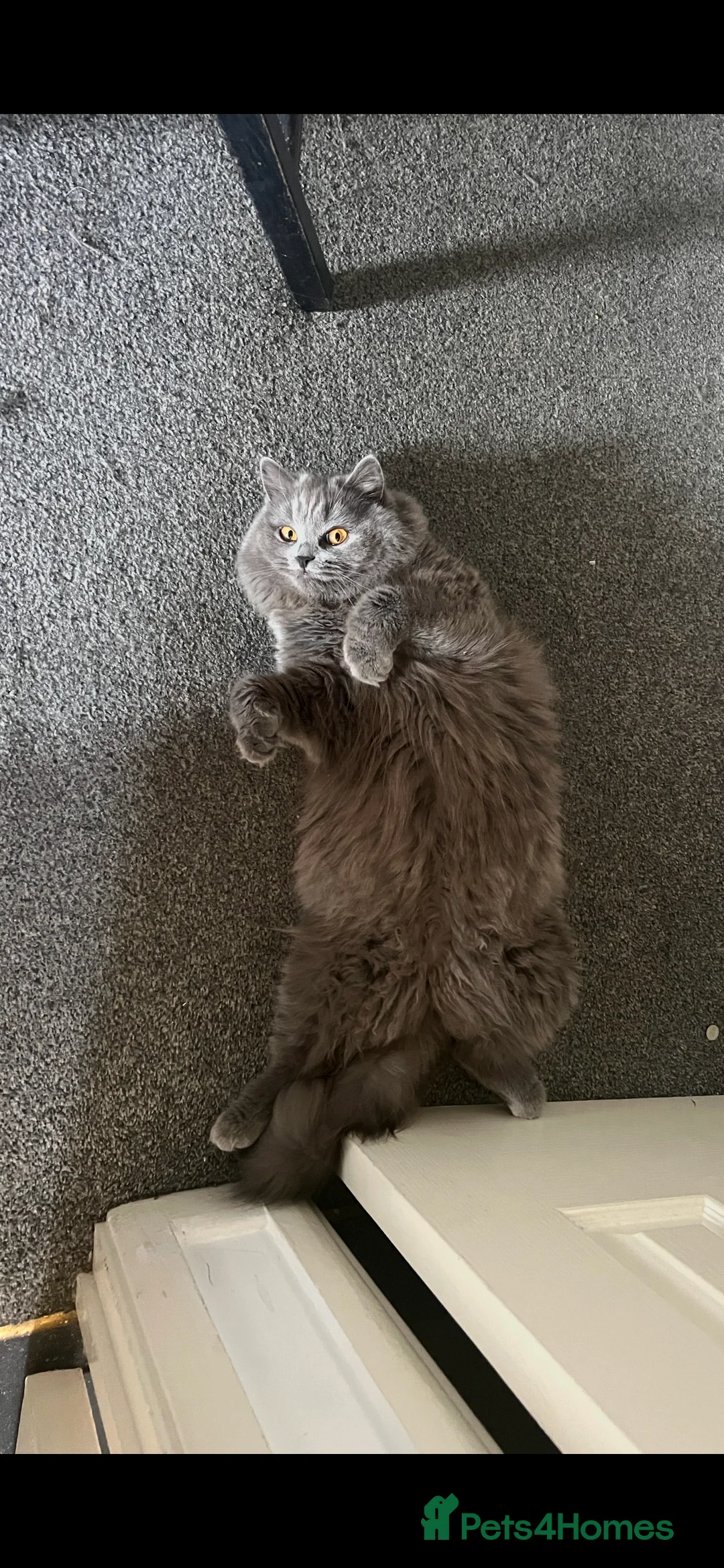 British Longhair cats for sale: British longhair - Advert 2