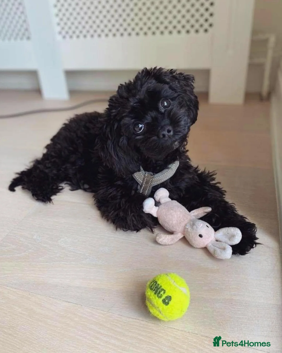 Cavapoo dogs for sale: Black female Cavapoo Puppy in Birmingham - Advert 2