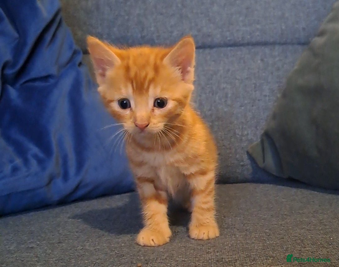 Mixed Breed cats Kittens for sale, mixed breed, 2 male, 5 females - Advert 1