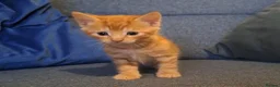 Mixed Breed cats for sale: Kittens for sale, mixed breed, 2 male, 5 females - Advert 1