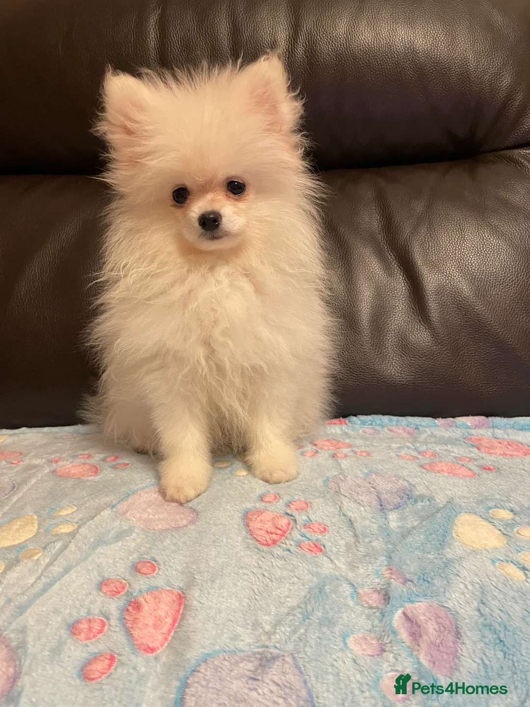 Pomeranian dogs for sale: Stunning little Pomeranian KC white Boy - Advert 2