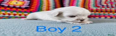 Boy 2