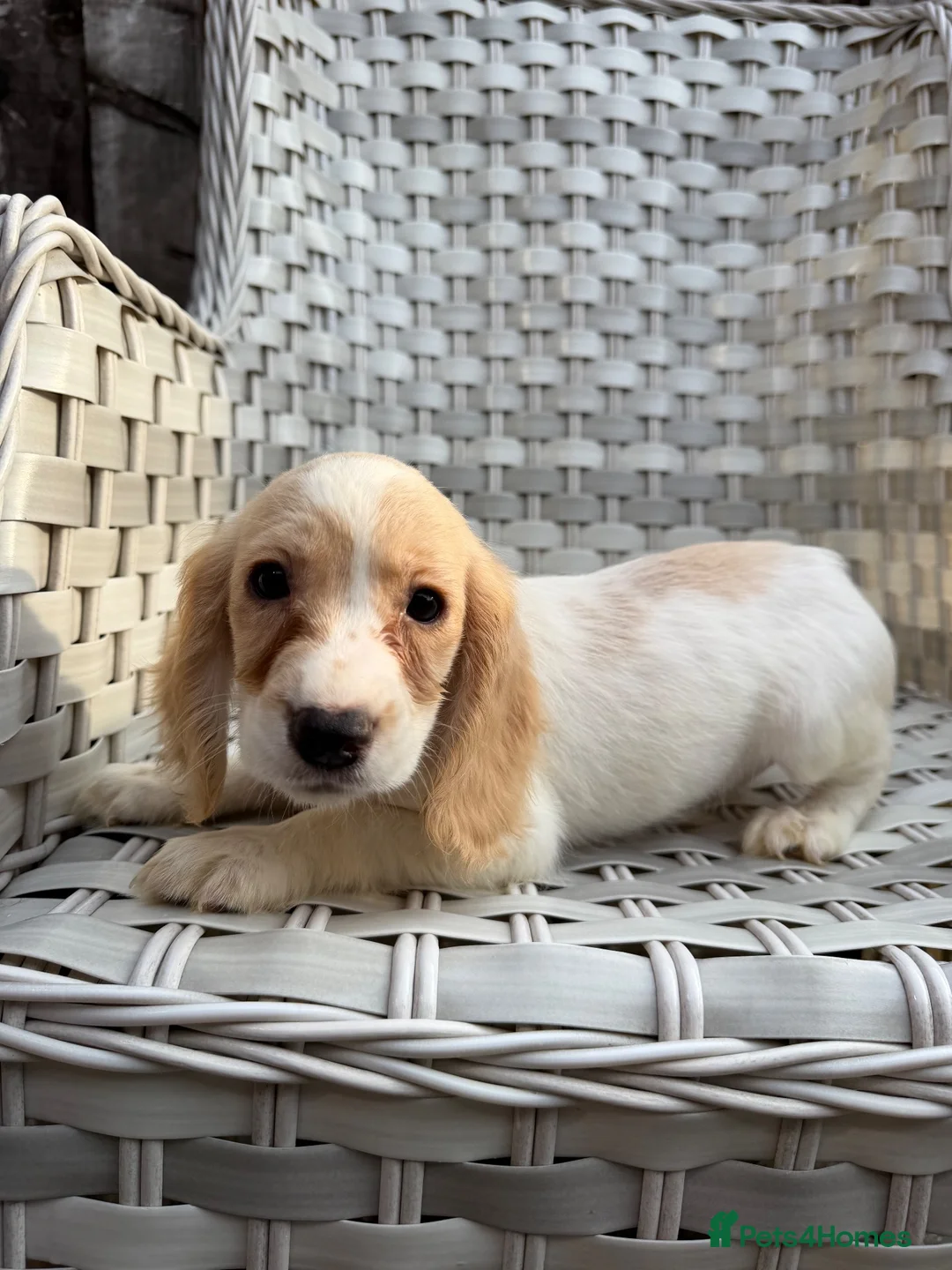 Cocker Spaniel dogs for sale: Cocker spaniel  - Advert 22