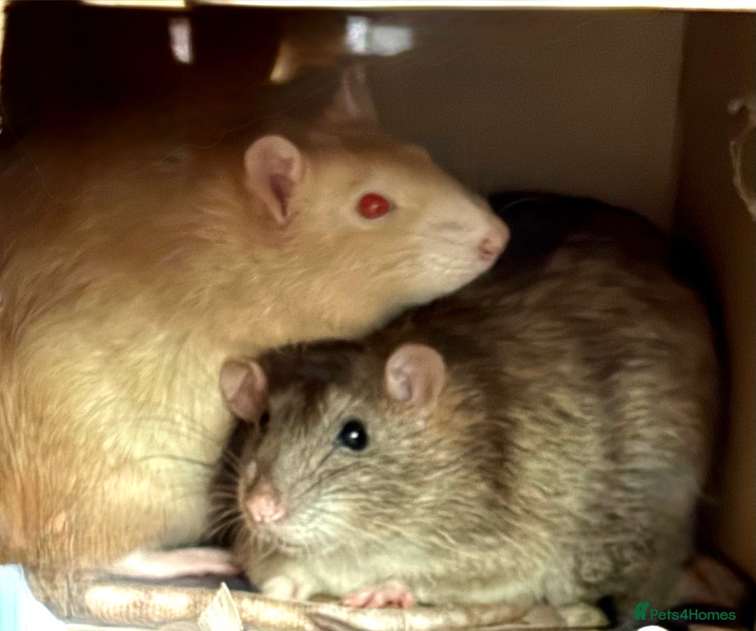 Rat rodents for sale: 2 x 9 month old male rats with complete set up  - Advert 1