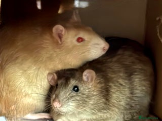Rat rodents 2 x 9 month old male rats with complete set up - Advert 1