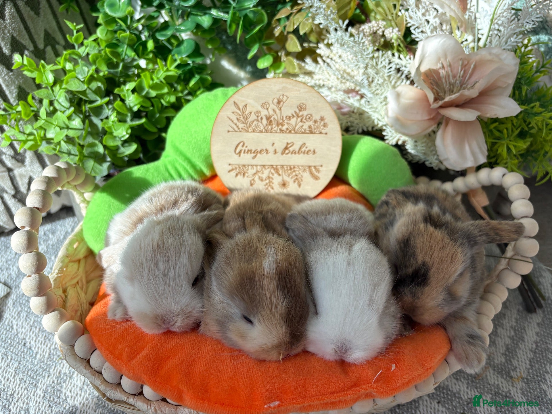 Mini Lop rabbits Stunning pure bred Mini Lop babies  - Advert 12
