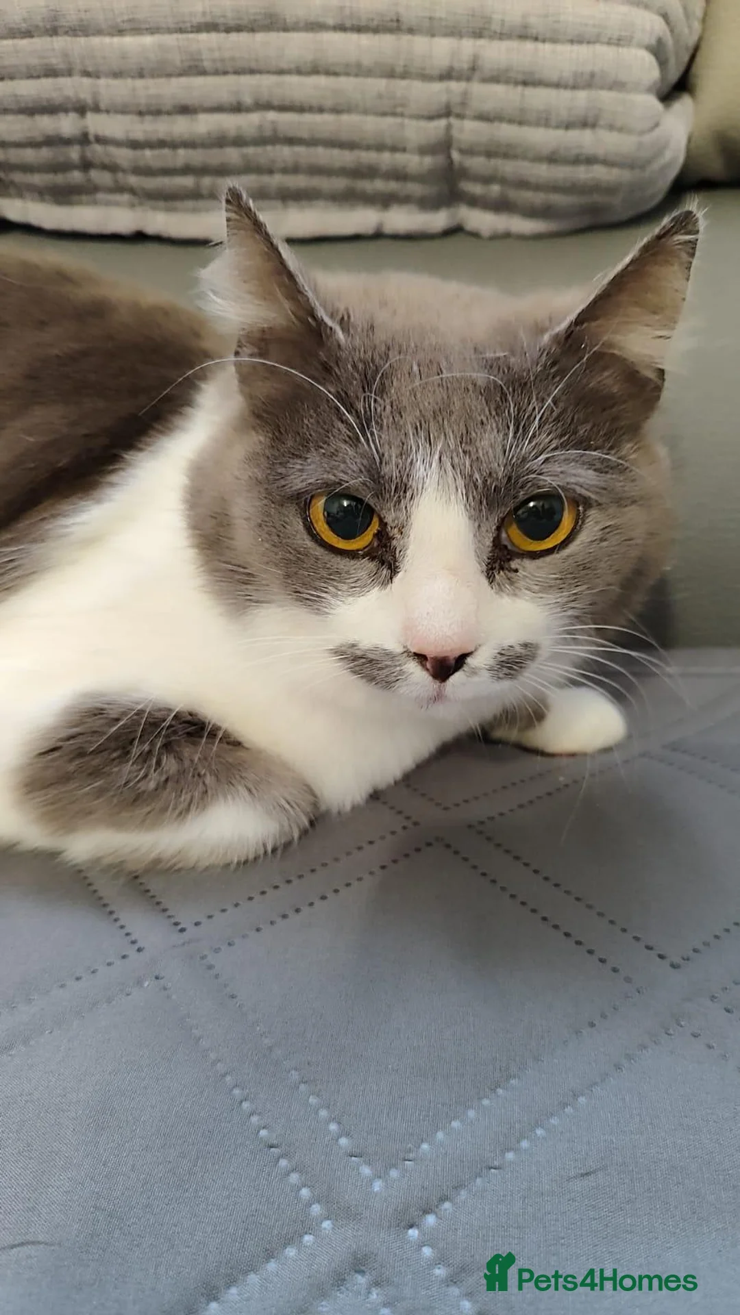 Mixed Breed cats for adoption: Marble, 6 months approx. Available for adoption. in Brixham - Advert 11