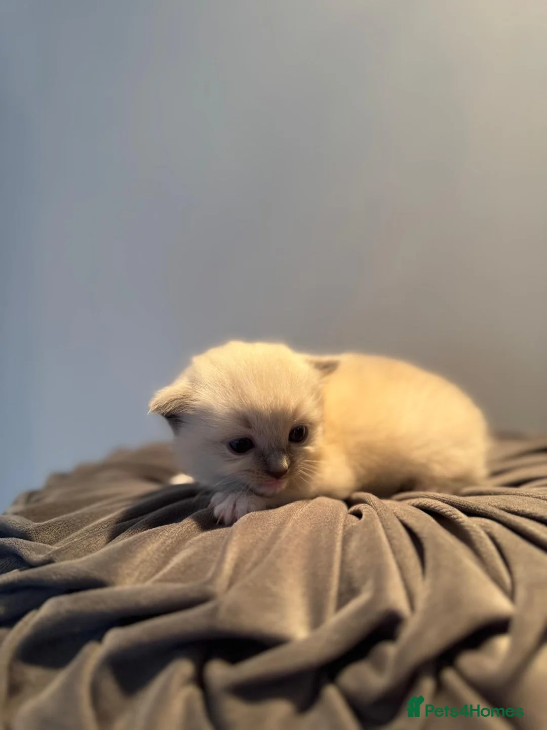 Ragdoll cats for sale: PURE BREED RAGDOLLS in Birmingham - Advert 2