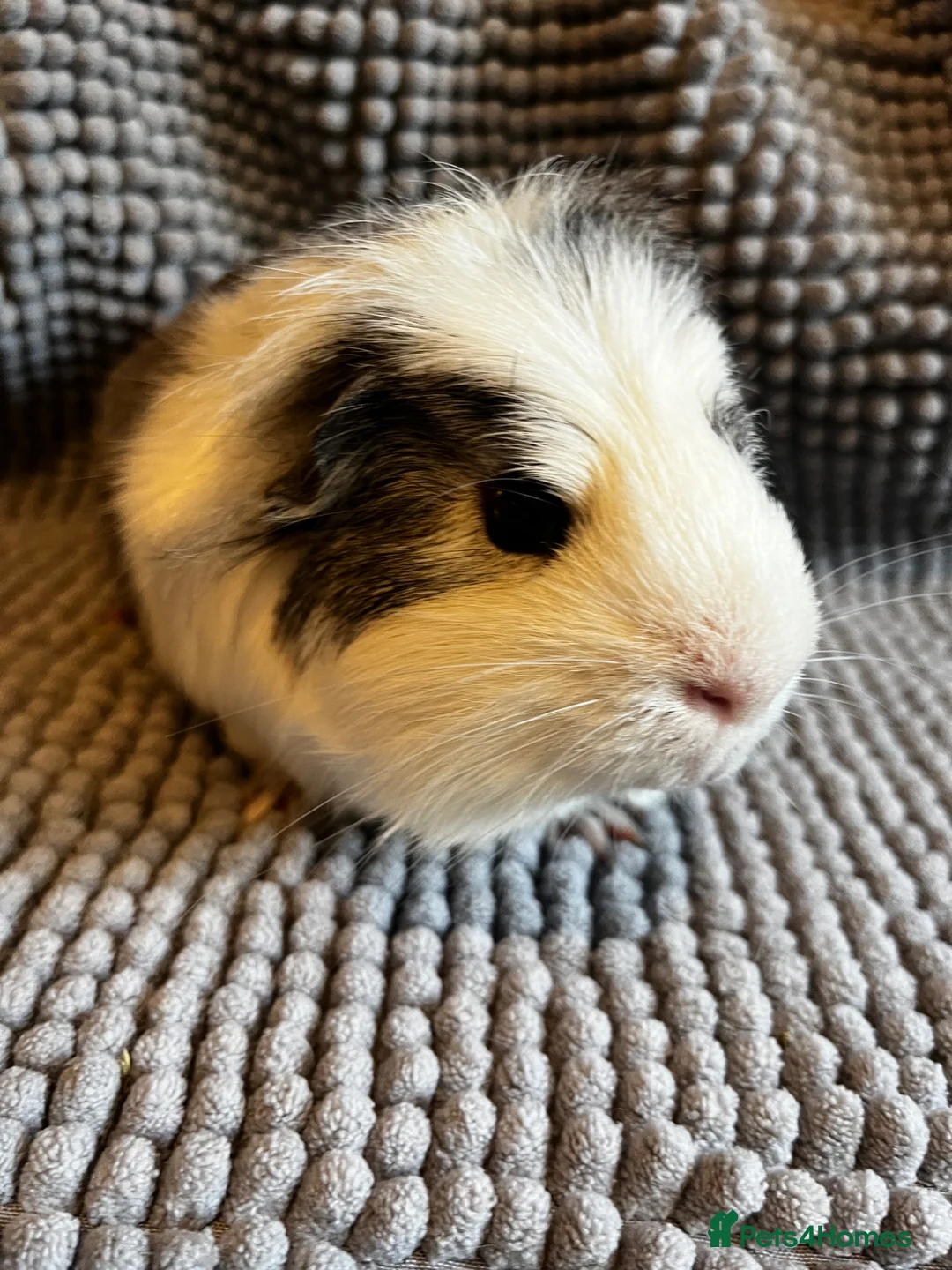 Guinea Pig rodents for sale: Punk Rock Piggies Looking for a New Stage - Advert 2